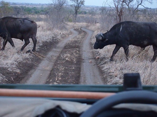 South Africa Safari 10