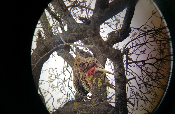 South Africa Safari 8