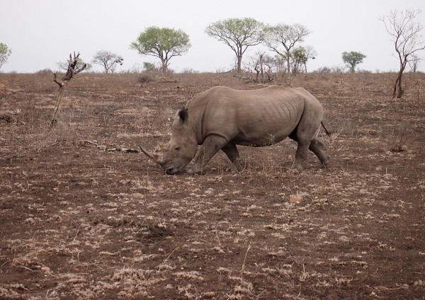 South Africa Safari 9