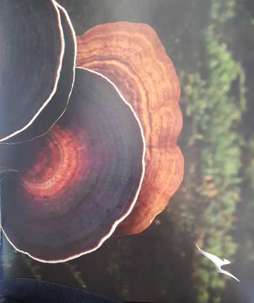 Qantas First Class Review Airbus A380 Menu In Flight 1