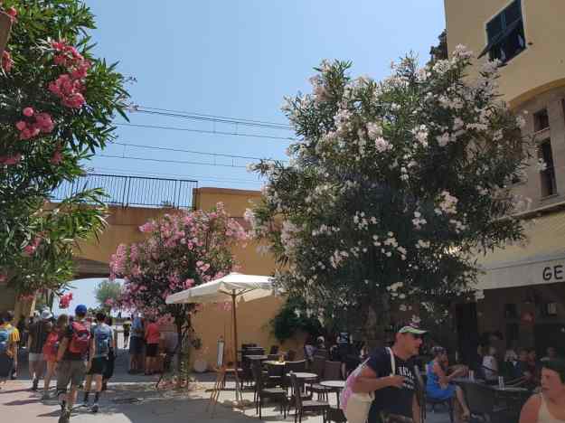 Cinque Terre Monterosso 13.jpg